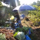 채수농장 이미지