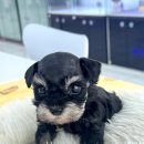 퓨어펫 강아지분양 고양이분양 울산점 이미지