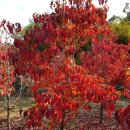 단풍나무 농장 이미지