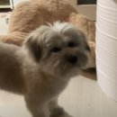 여헌로6길-2 | 구미 인의동 버블리독 애견미용 완전 만족!