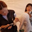 신정애견 이미지