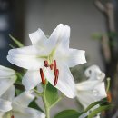 카사블랑카 이미지