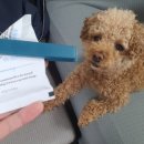 하얀빨래크리닝 | 프리미엄 세제 르주르 삶는 클리닝 | 흰옷빨래 흰옷누런때 삶는클리닝