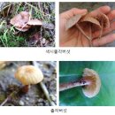 식용버섯과 종류의 사진 이미지