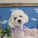 펫밀리샵 | 강아지 스트레스 제로! 신림의 애견 미용실 펫밀리가든 후기💖