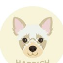 해피치 애견카페 이미지