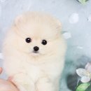 개냥이네 노원본점 이미지