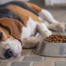 큰마음동물메디컬센터 이미지