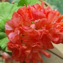 셀러스트 이미지