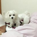 솜솜 애견미용 | (말티즈분양후기)대전강아지분양 도그퀸★