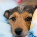 잠실베스트동물메디컬센터 이미지