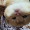보보캐터리 이미지