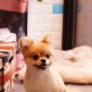 펫살롱모우 이미지