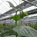 연동2농장 이미지