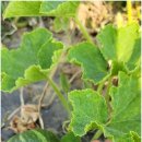 일품농장 이미지