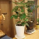 댄스스포츠 기초-차차차&자이브 이미지