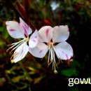 나비바늘꽃 이미지