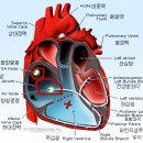 심실상성빈맥(또는 상심실빈맥)에 대하여 이미지