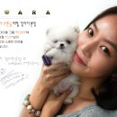 정퍼피클럽 이미지