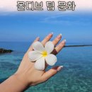 푸라 | 몰디브 신혼여행에서 4박5일 팁 얼마 썼을까 100USD 환전해간 실제 후기 푸라베리리조트 팁문화