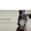 스타일독앤캣 강아지고양이 부천본점 이미지