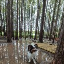 멍레스트 이미지