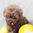 도그블랑 이미지