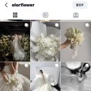 올로르플라워OlorFlower