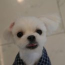 개린이 집합소 이미지