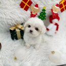 오독안심분양센터 강아지분양 고양이분양 하남점 이미지