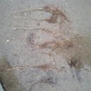 벌교대한통운택배 이미지