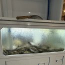 선주의살아있는활아구 | [전포 맛집] 원화랑 | 전포동에 이런곳이? 역대급 활아구수육과 낙지탕탕이 찐 후기(서이추환영)