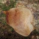 산책길에 만난 전나무버섯 이미지