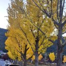 길명 | 경주 은행나무길 명소 통일전 늦은 오후방문 솔직후기.주차