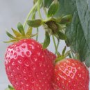 표장농장 이미지