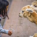 조천농장 이미지