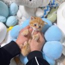 요크독애견샵 | (의정부애견샵) 데일리독 의정부점 방문후기