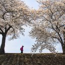조천변 벚꽃길 이미지