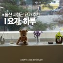 삼정약국 | 울산 요가 추천 요가하루 원데이 시험관 운동 남구 무거동 하타 빈야사 임산부요가 내돈내산 수련 후기