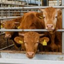 나라 축산 이미지