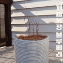 블루베리키우기 반려식물로 좋은 묘목세트 깨비농장 식재후기