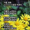 가을국화 이미지