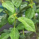 용수골농장 이미지