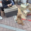 댕냥점빵 이미지