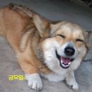 웃으면복이와요 이미지