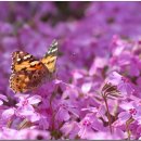 한국의 자원식물. 꽃잔디, 지면패랭이꽃[Phlox subulata] 이미지