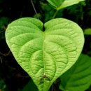 자연愛가 이미지