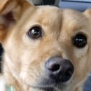 핑크강아지 이미지