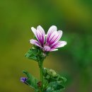 커먼말로우(Common Mallow) 이미지
