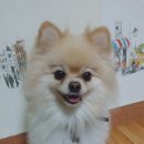 강아지 호텔 이미지